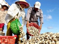 cashew nut exports on the rise 938