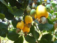 cashew nut exports mostly rely on imported raw materials