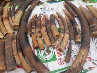 investigation into smuggled ivory to be expanded