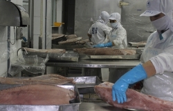 Seafood exports could lose half a billion USD per year if given a 