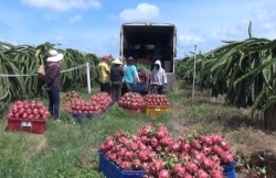 Fruit and vegetable exports to China continue to plummet