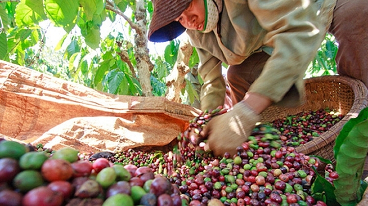 Vietnamese agricultural products are popular in Algeria