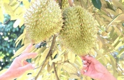 Vietnam expects official export of durian to China