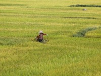 institutional barriers for vietnamese rice removed