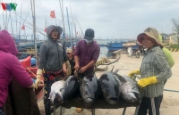 quota allocation 11500 tonnes of tuna are exported