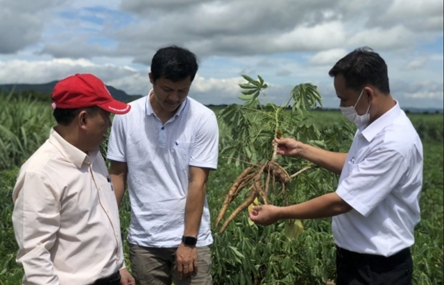 Cassava industry seeks solutions to boost export value