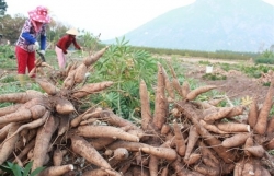 Cassava exports rise sharply in four months