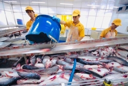 Pangasius exports to US enjoy record prices