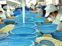 cashew nuts enterprises should avoid overloaded ports