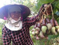 Cashew industry suffers from weakness