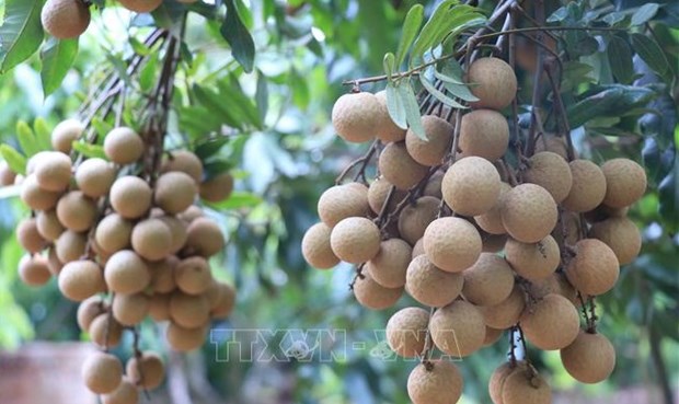 Vietnam finalises procedures to export longan to Japan hinh anh 1