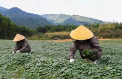 VN medicinal herbs have potential to expand in Japan