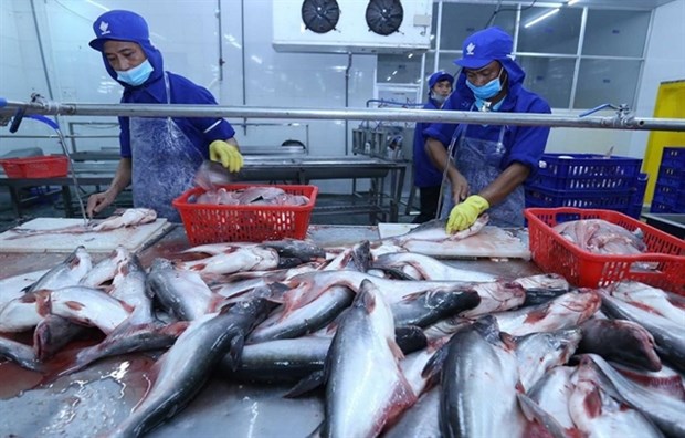 Tra fish exports expected to beat target hinh anh 1