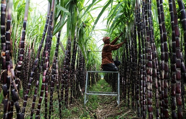 Domestic sugar on the line hinh anh 1