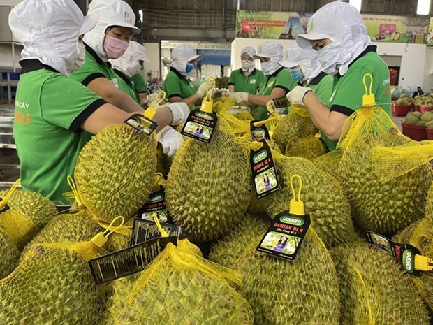 Long way to go for Vietnamese durians hinh anh 1