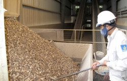 Dried cassava chips exports enjoy vigorous growth