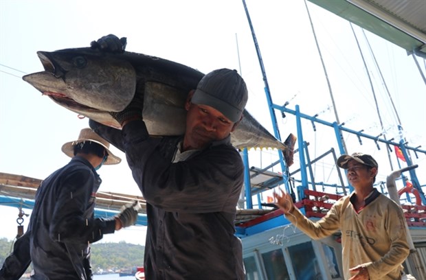 Vietnam becomes largest tuna exporter of Israel hinh anh 1