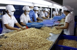 Vietnamese cashew nuts to be introduced in Australia