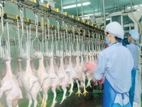 japan officially agrees to import chicken meat from vietnam