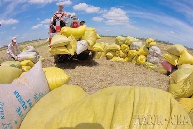 Can Tho company to export 15,000 tonnes of rice to RoK​ hinh anh 1