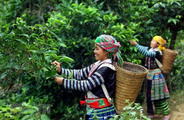 Vietnam wins big tea contract with Malaysian partner hinh anh 1