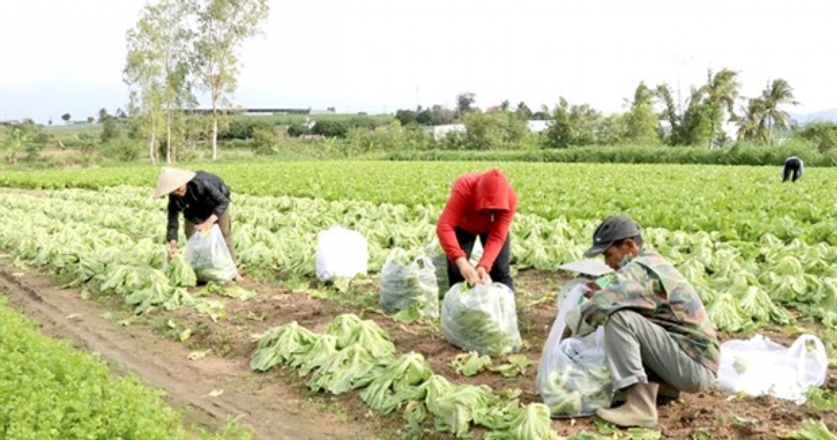 Farmers in the Central Highlands Province of Gia Lai harvest safe vegetables.