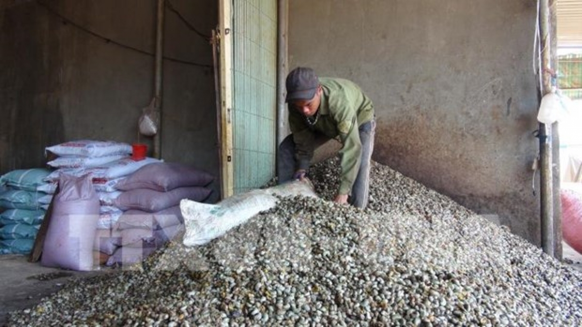 A farmer in Binh Phuoc harvest fresh cashew nuts