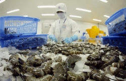 Shrimp exports enjoy robust growth during 2020