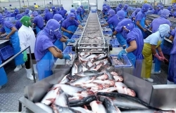 Pangasius exports go for a good price